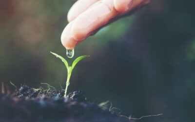 O desafio global da escassez de água na agricultura